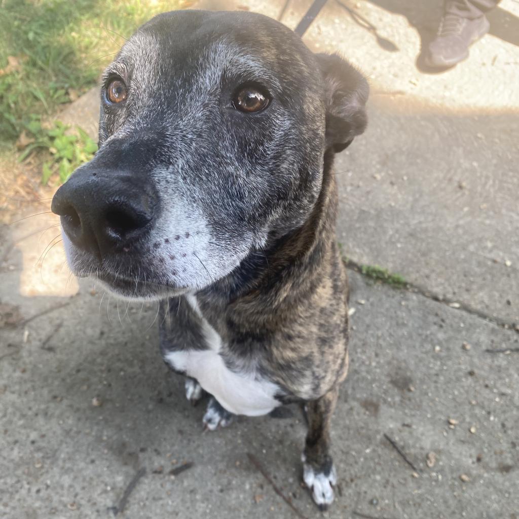 Enlarge Kai, a Adoptable Mixed Breed in St. Louis, MO image 3/6