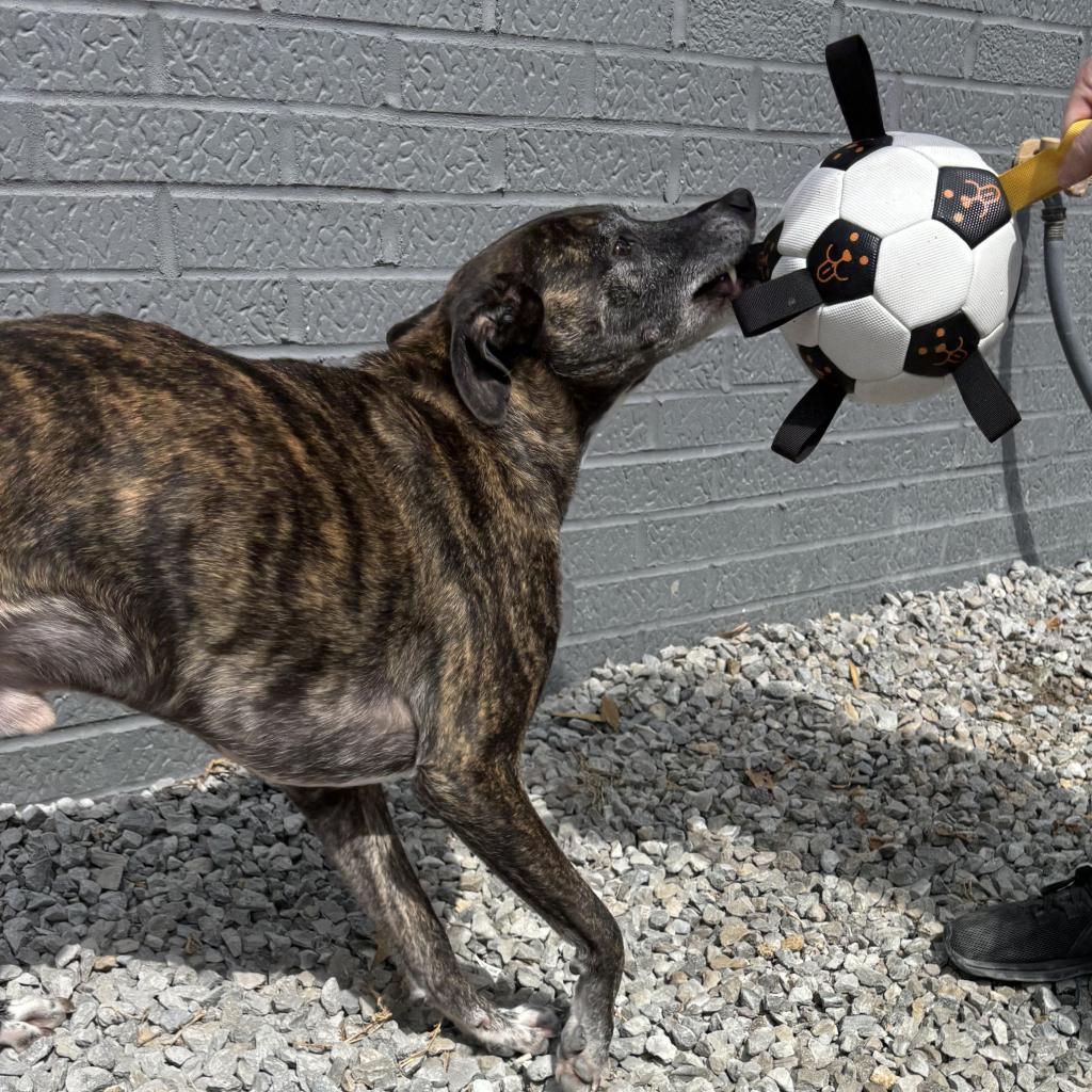 Enlarge Kai, a Adoptable Mixed Breed in St. Louis, MO image 4/6