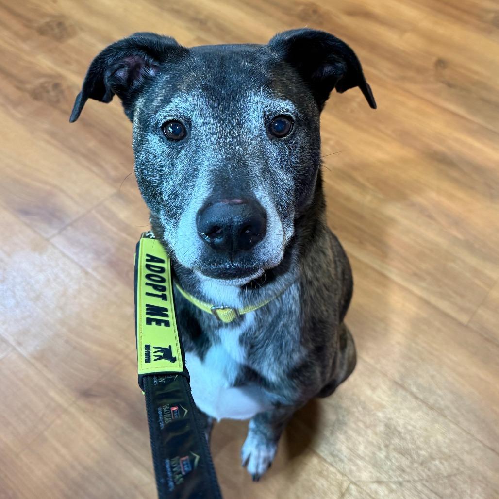 Kai, Adoptable, Senior Male Shepherd & Mixed Breed.