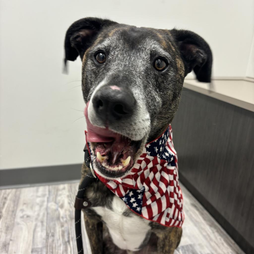 Enlarge Kai, a Adoptable Mixed Breed in St. Louis, MO image 5/6