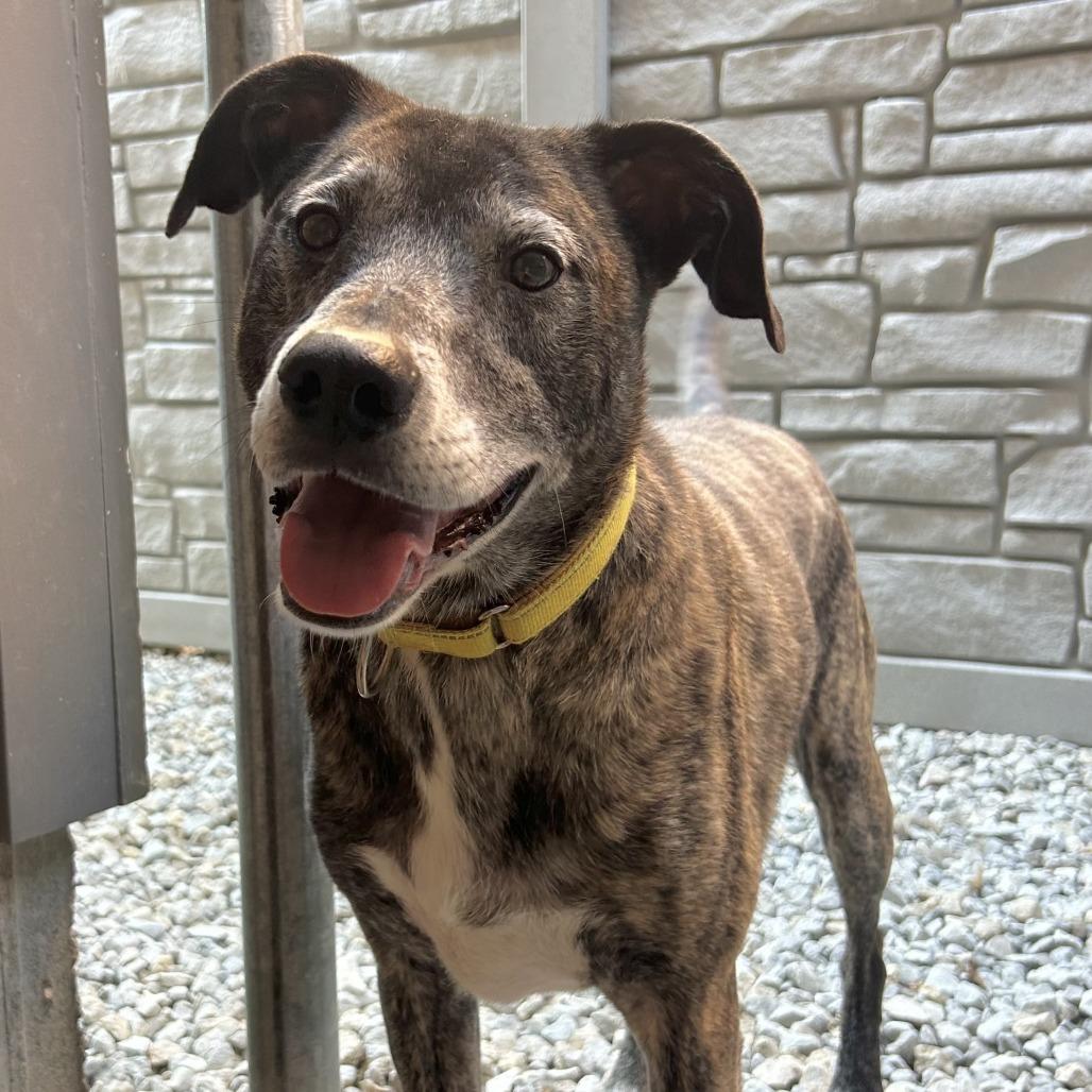 Enlarge Kai, a Adoptable mixed breed in St. Louis, MO image 3/6