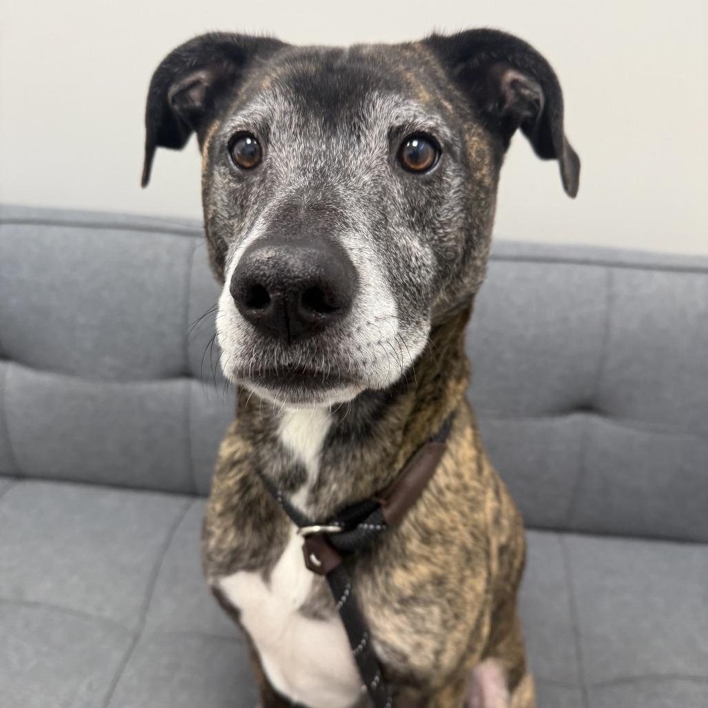 Kai, Adoptable, Senior Male Shepherd & Mixed Breed.