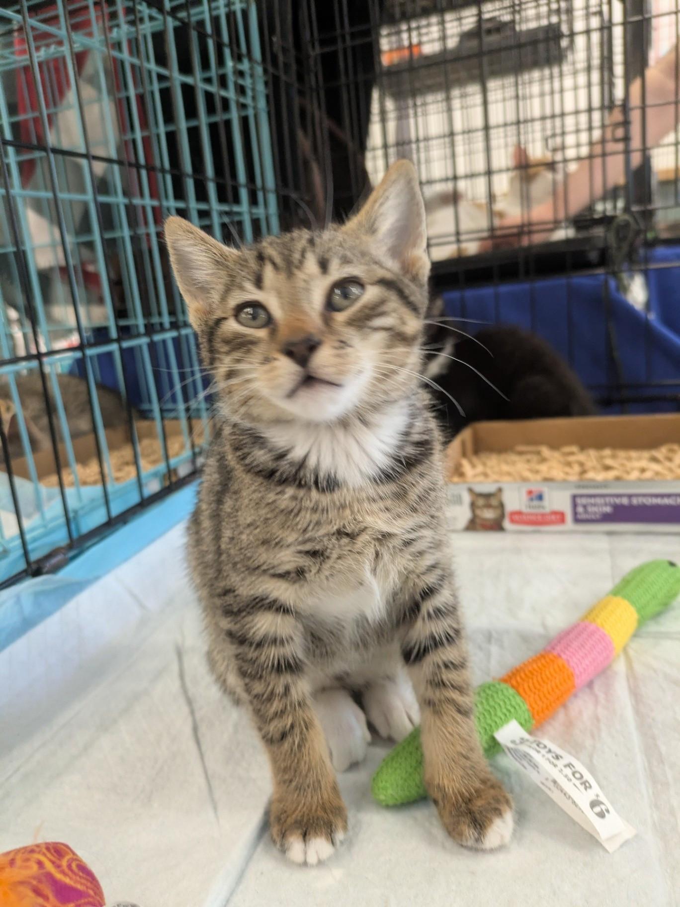 Maryann & Mushu, a Adoptable Domestic Short Hair in Great Mills, MD image 4/5