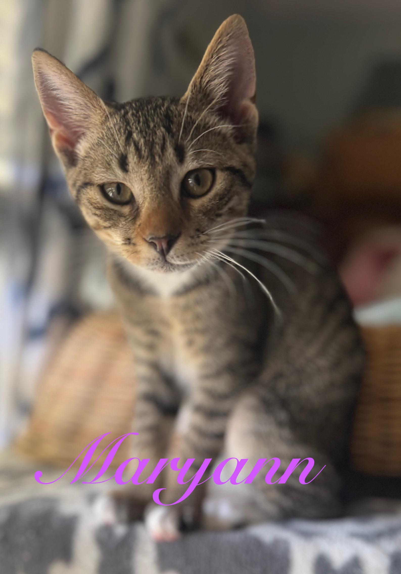 Maryann & Mushu, a Adoptable Domestic Short Hair in Great Mills, MD image 2/5