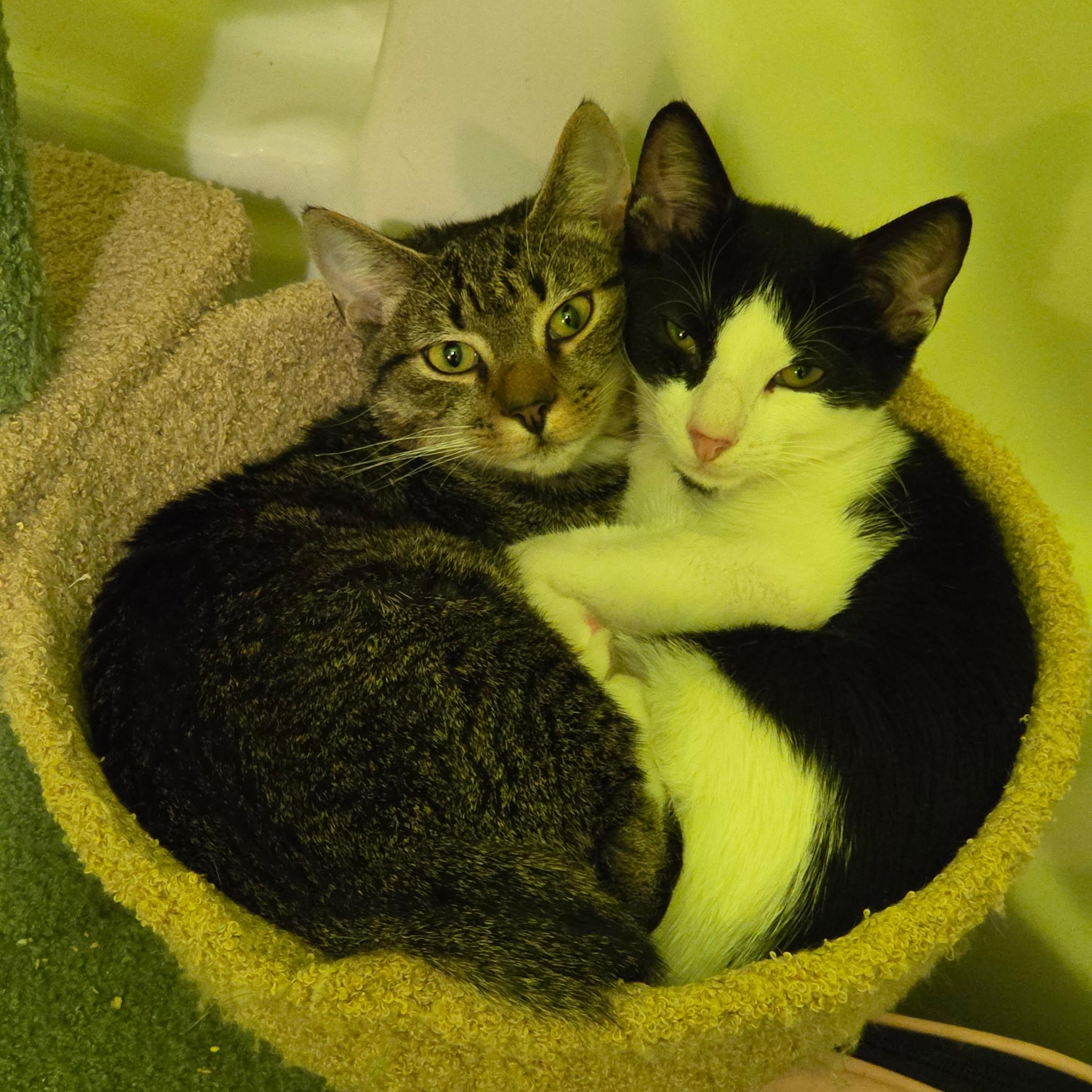 Maryann & Mushu, Adoptable, Kitten Female Domestic Short Hair.