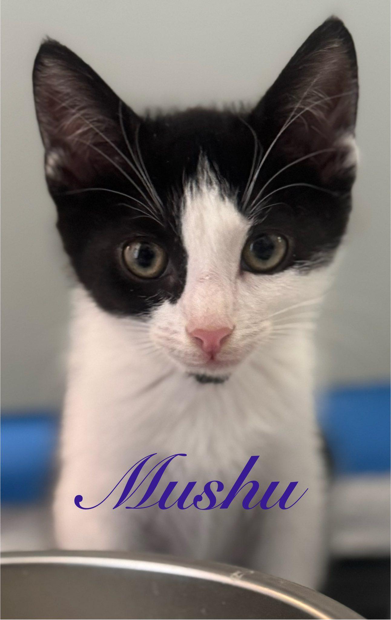 Maryann & Mushu, a Adoptable Domestic Short Hair in Great Mills, MD image 5/5