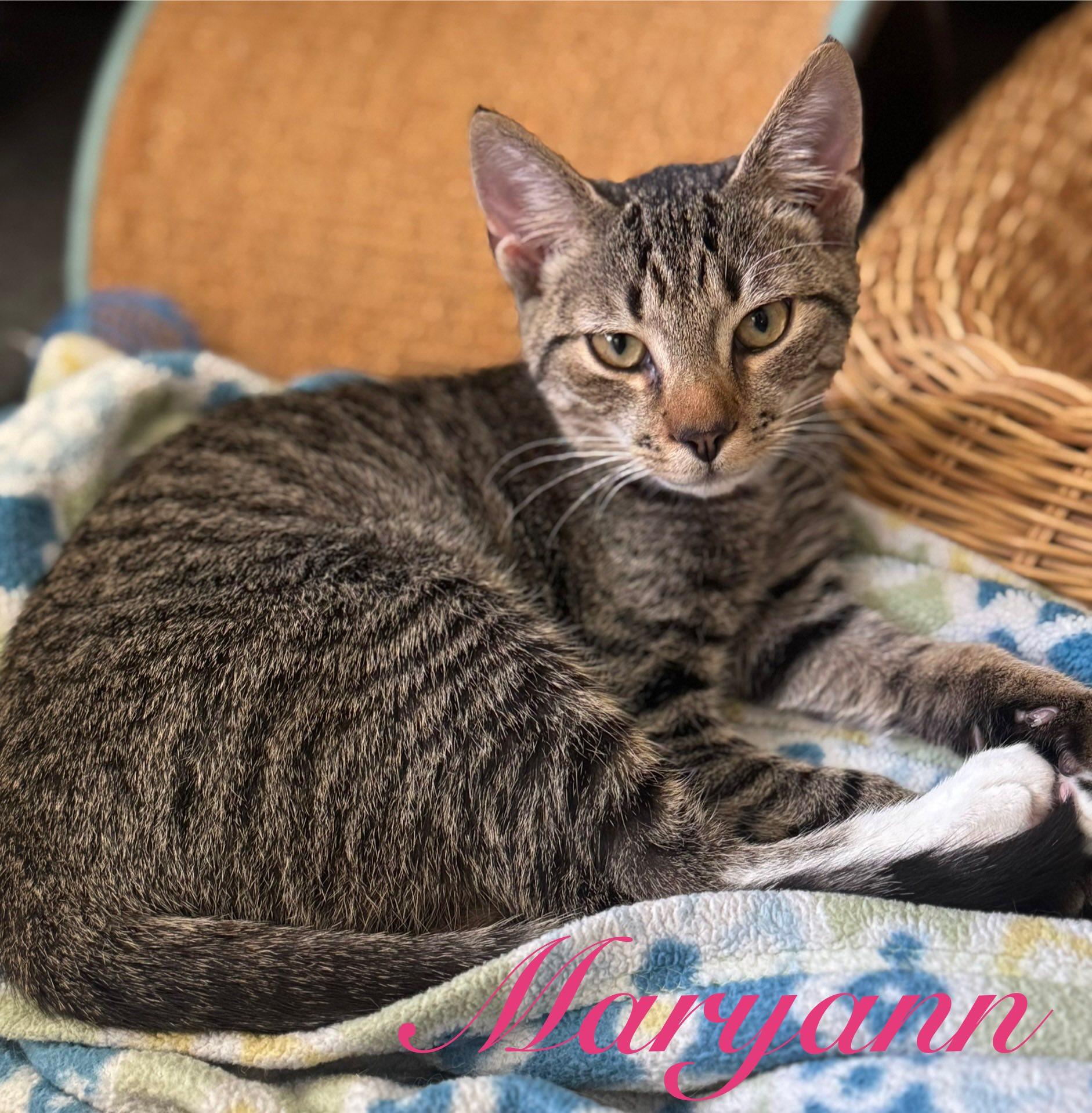 Maryann & Mushu, a Adoptable Domestic Short Hair in Great Mills, MD image 3/5