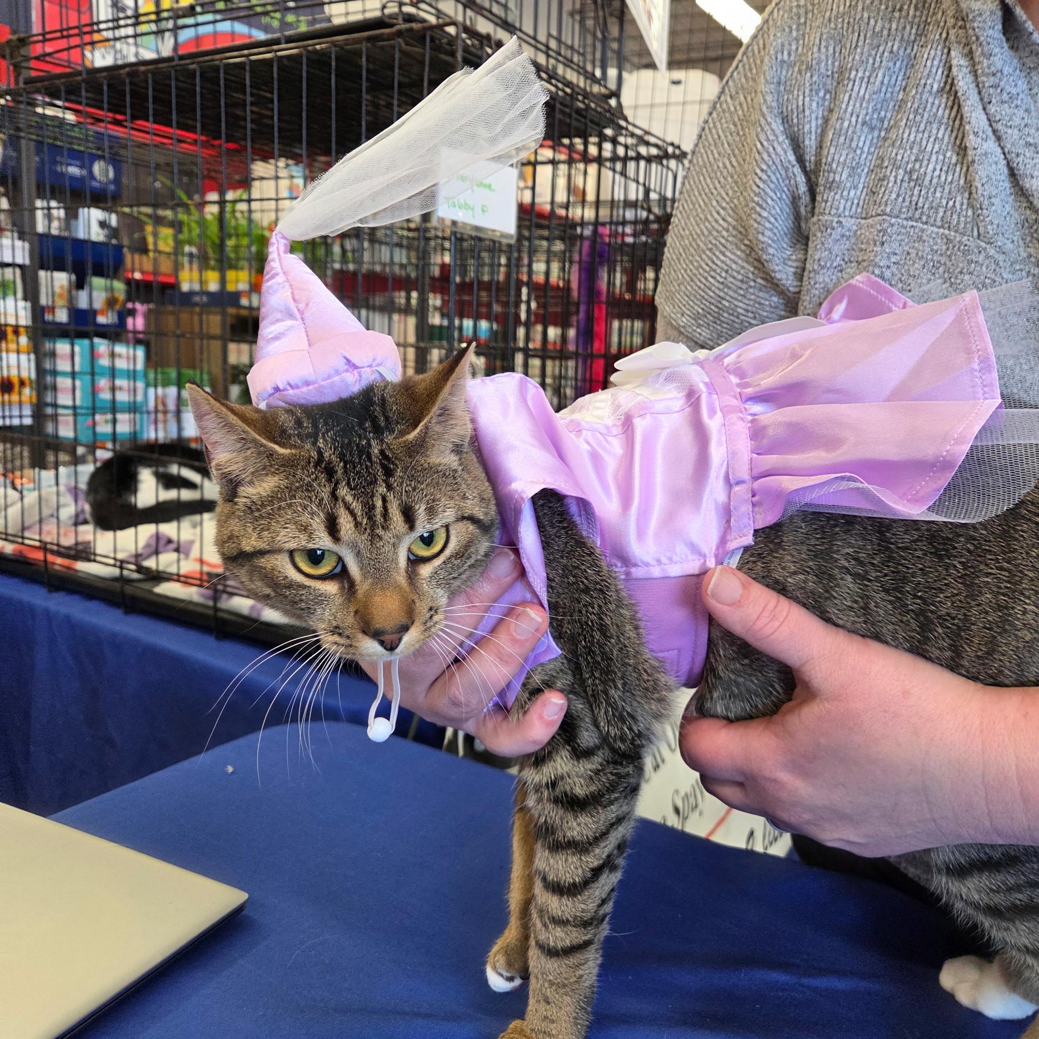 Maryann, Adoptable, Kitten Female Domestic Short Hair.