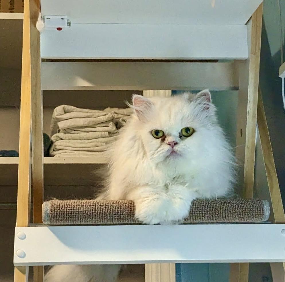 Enlarge CESAR, a ADOPTABLE Persian in valparaiso, IN image 2/6