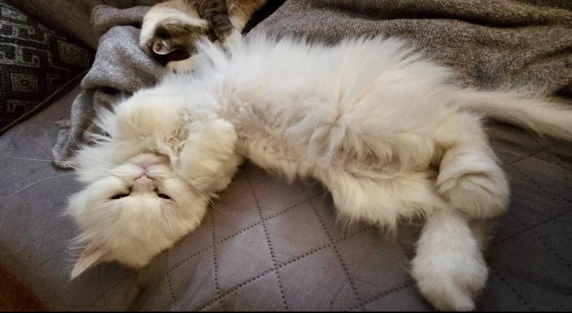 Enlarge CESAR, a ADOPTABLE Persian in valparaiso, IN image 3/6