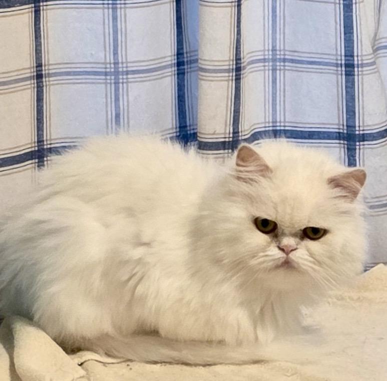 Enlarge CESAR, a ADOPTABLE Persian in valparaiso, IN image 1/6