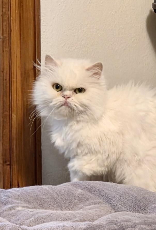 Enlarge CESAR, a ADOPTABLE Persian in valparaiso, IN image 5/6