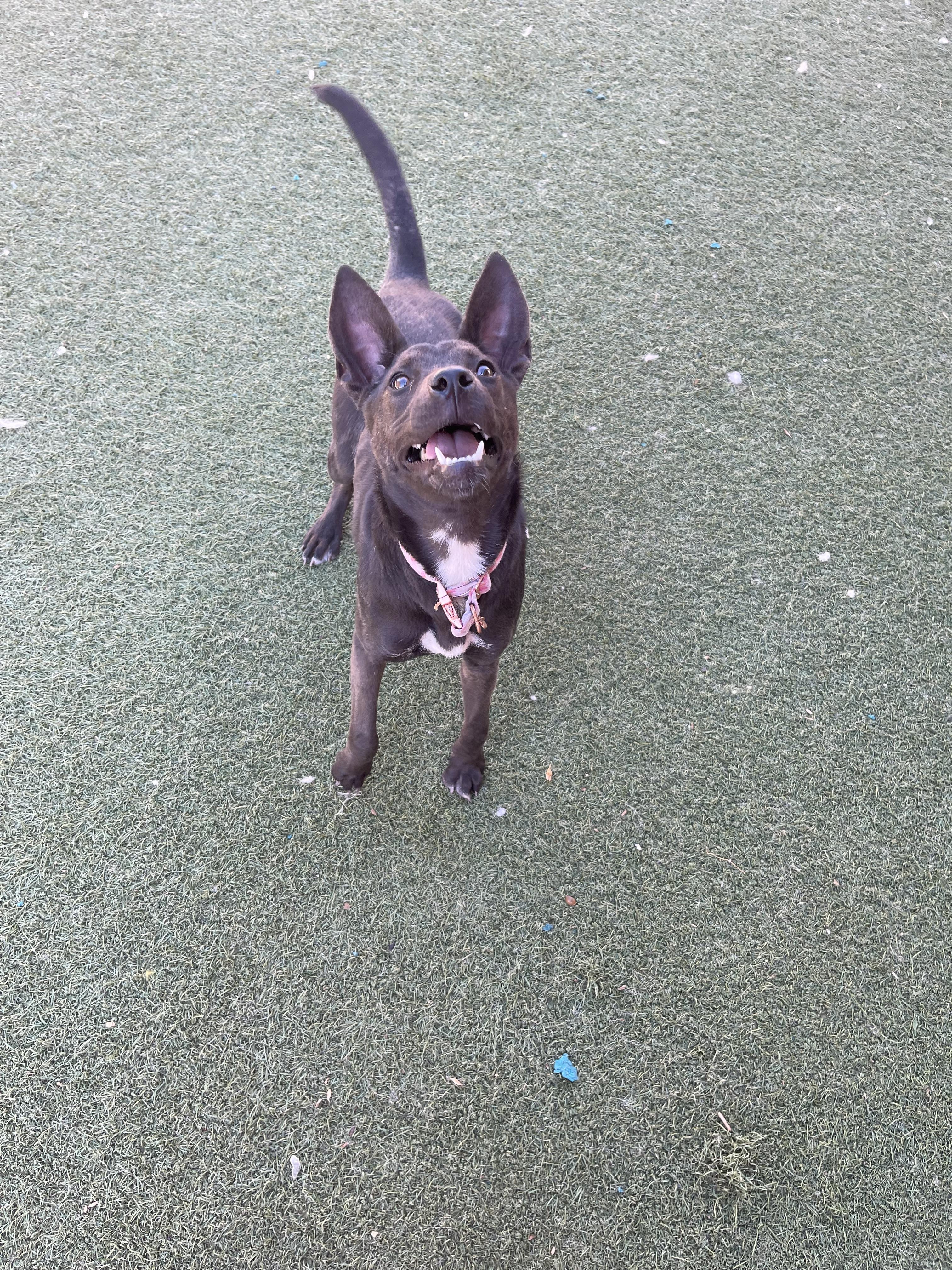 Enlarge Ashley, a ADOPTABLE mixed breed in Chandler, AZ image 3/6