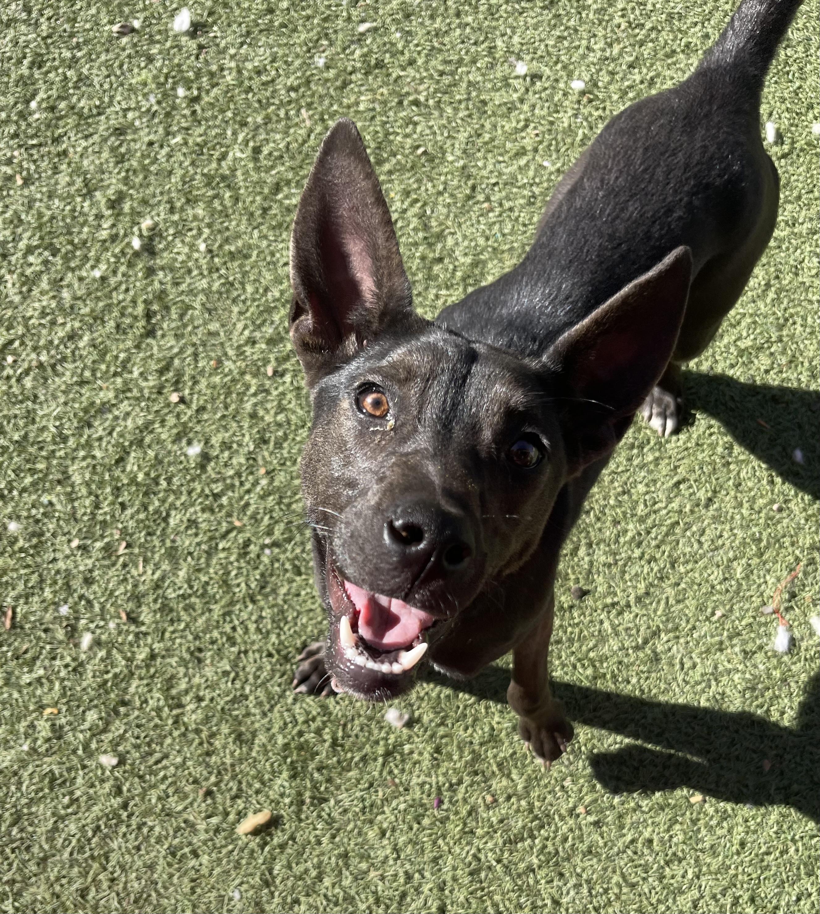 Ashley, ADOPTABLE, Young Female Australian Kelpie.