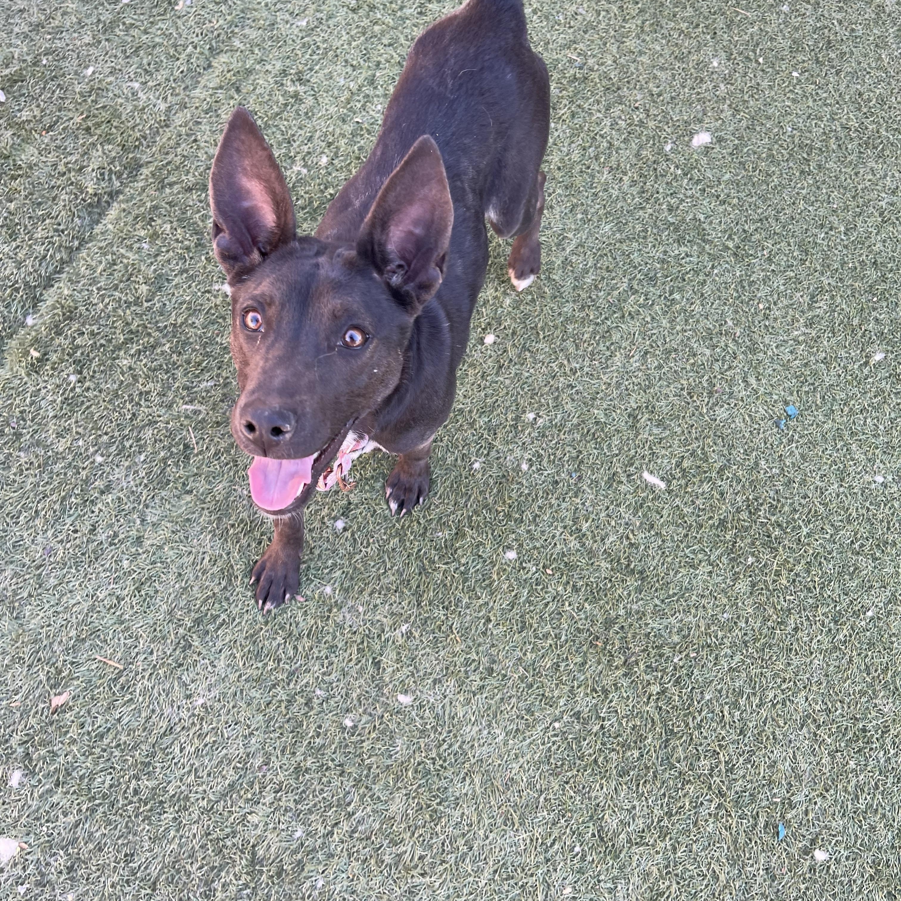 Enlarge Ashley, a ADOPTABLE mixed breed in Chandler, AZ image 5/6