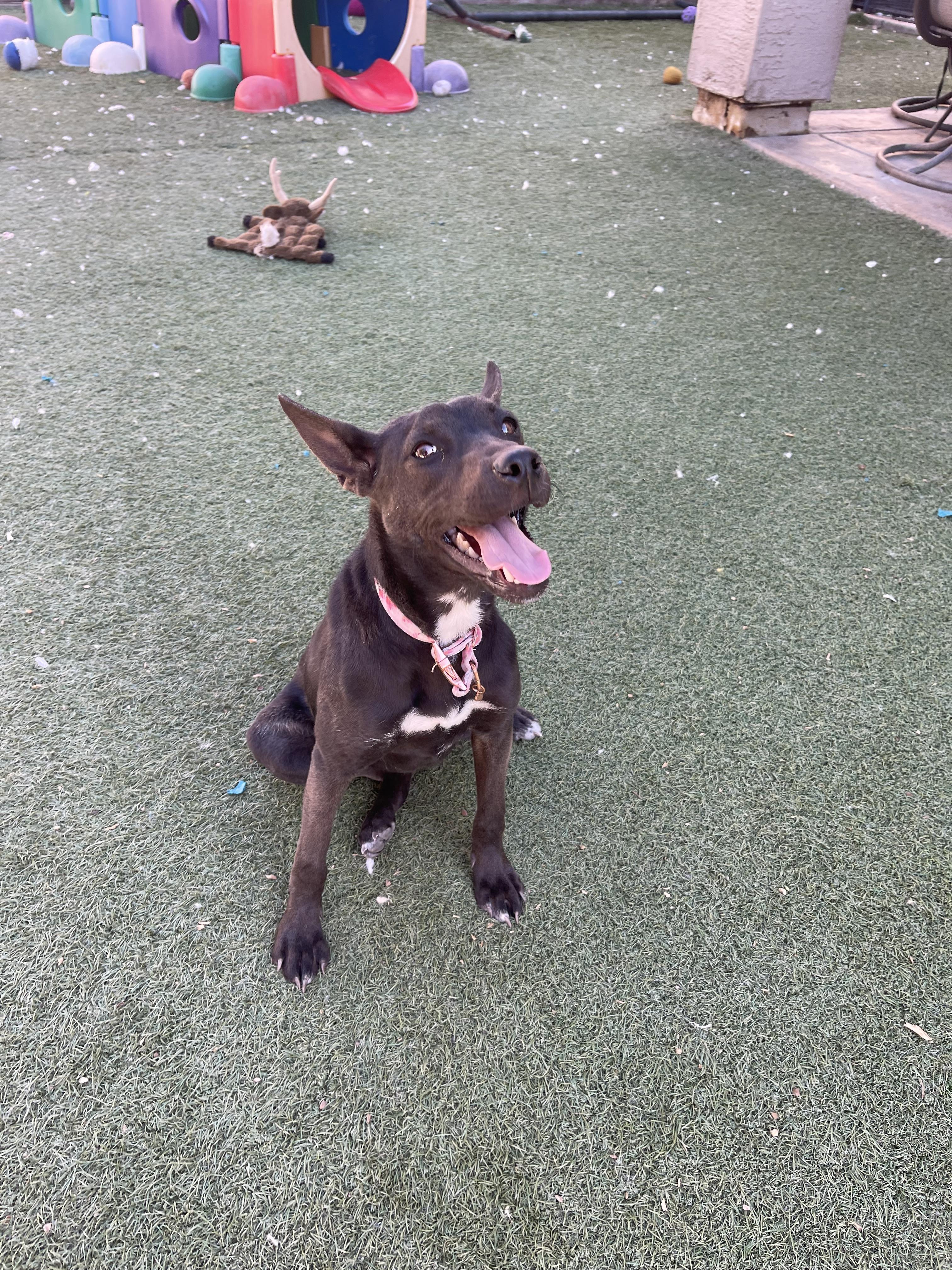 Enlarge Ashley, a ADOPTABLE mixed breed in Chandler, AZ image 6/6