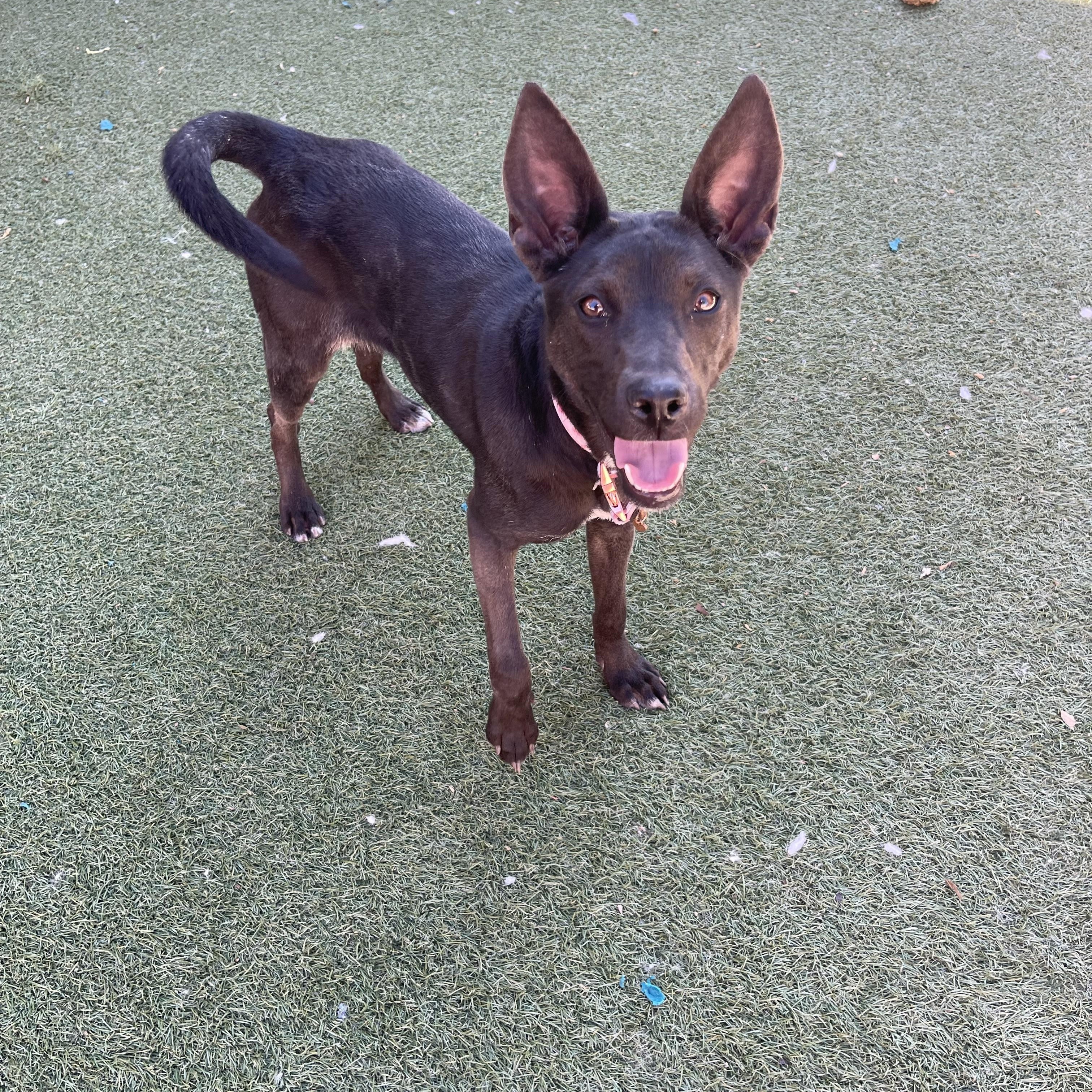 Enlarge Ashley, a ADOPTABLE mixed breed in Chandler, AZ image 4/6