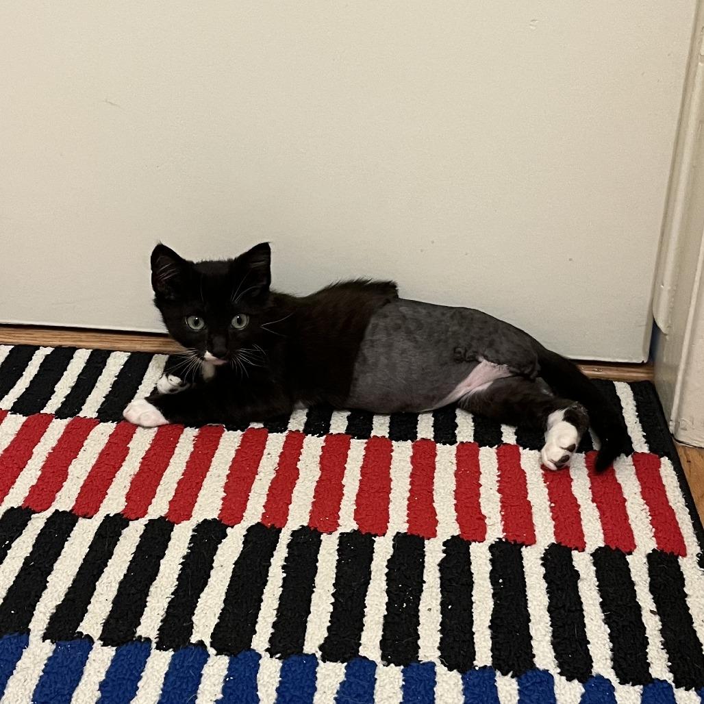 Enlarge 14 Beans, a Adoptable Domestic Short Hair in Costa Mesa, CA image 1/6