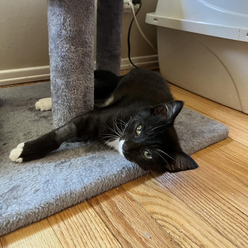 Enlarge 14 Beans, a Adoptable Domestic Short Hair in Costa Mesa, CA image 2/6