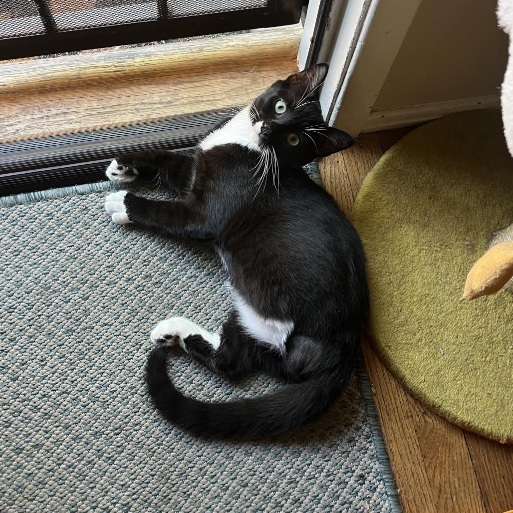 Enlarge 14 Beans, a Adoptable Domestic Short Hair in Costa Mesa, CA image 3/6