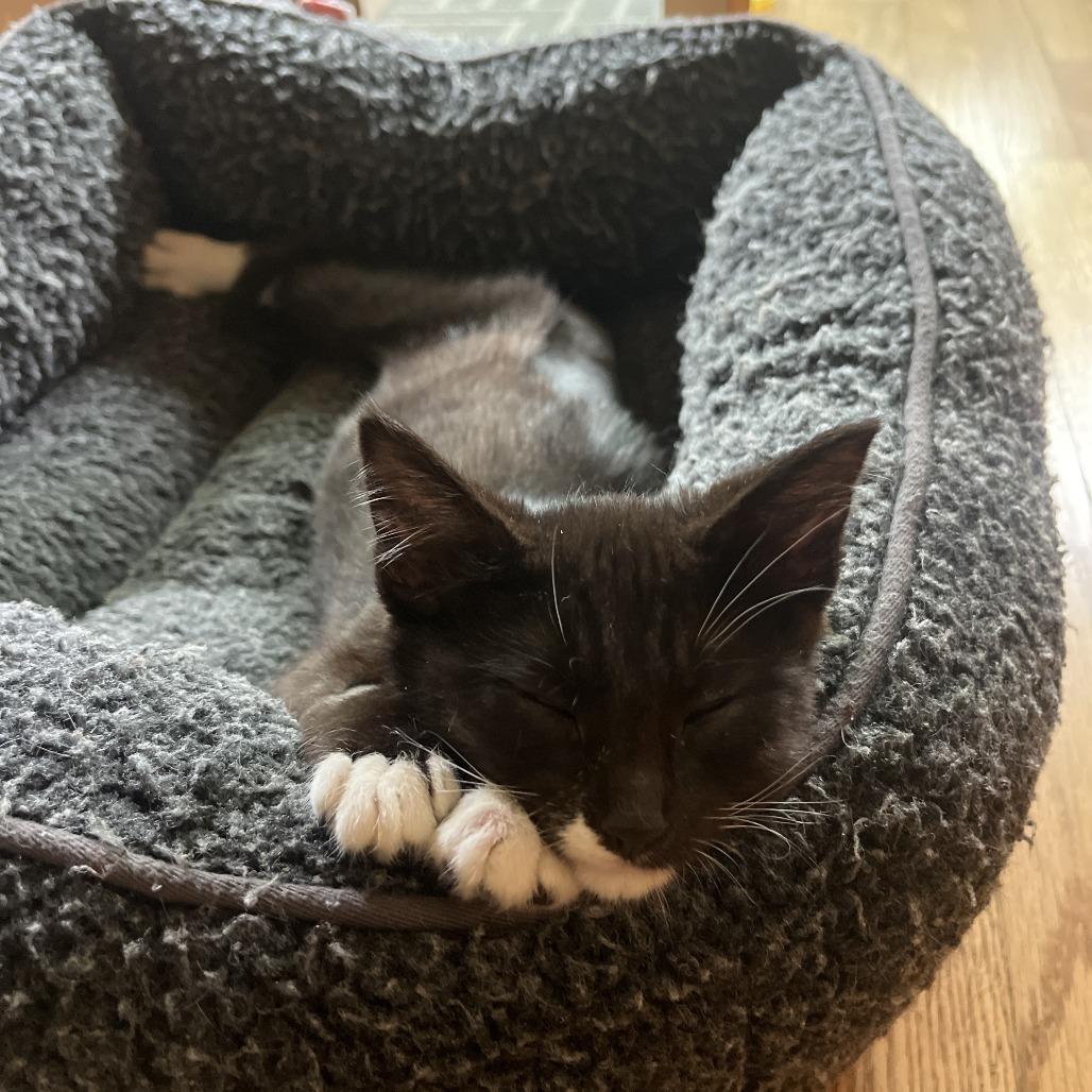 Enlarge 14 Beans, a Adoptable Domestic Short Hair in Costa Mesa, CA image 4/6