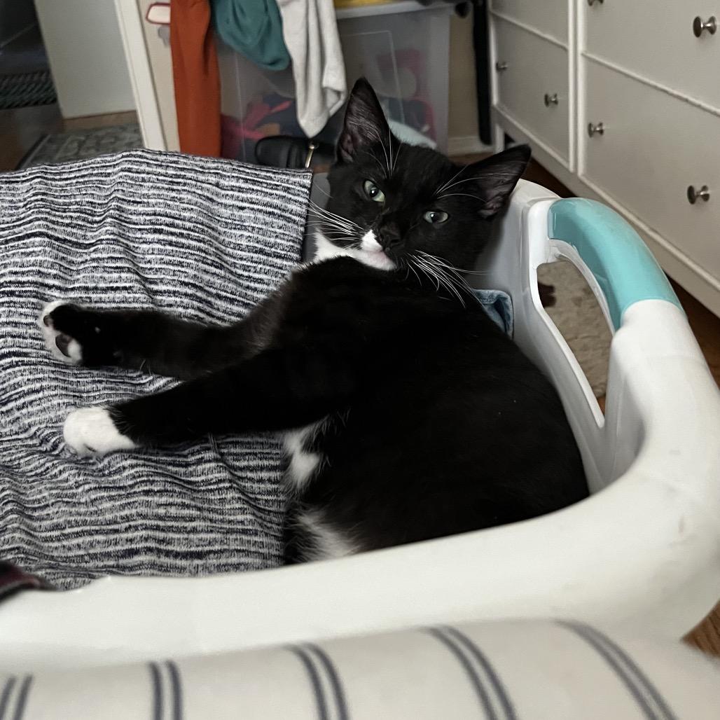 Enlarge 14 Beans, a Adoptable Domestic Short Hair in Costa Mesa, CA image 5/6