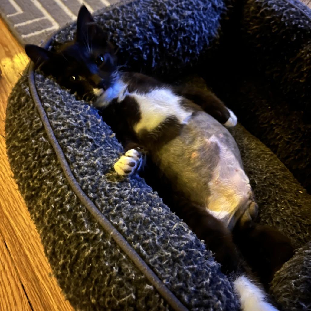 Enlarge 14 Beans, a Adoptable Domestic Short Hair in Costa Mesa, CA image 6/6