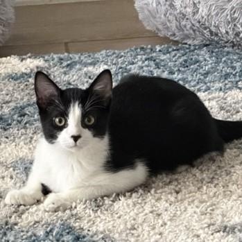 Enlarge Max (PM), a Adopted American Shorthair in Schertz, TX image 1/1