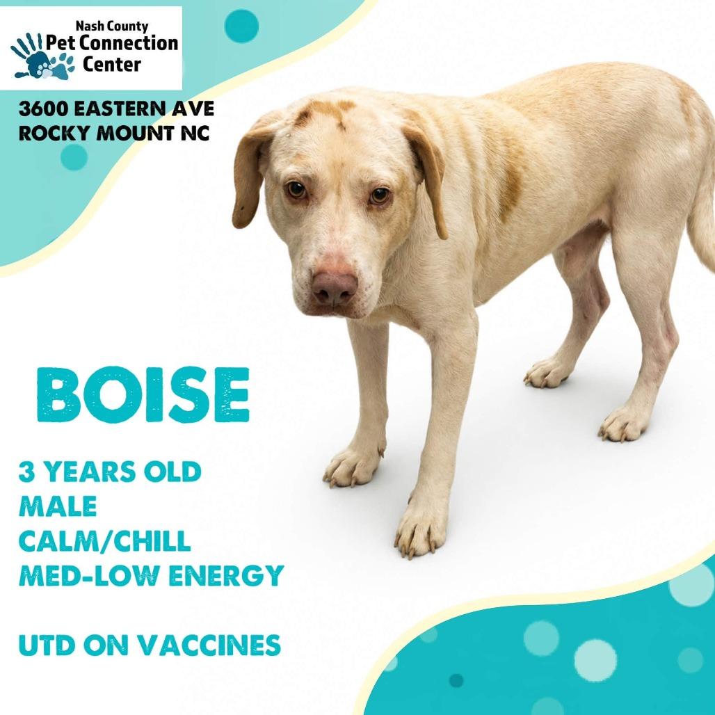 Enlarge BOISE  Available NOW - ADOPTION or RESCUE!, a Adoptable Mixed Breed in Nashville, NC image 1/1