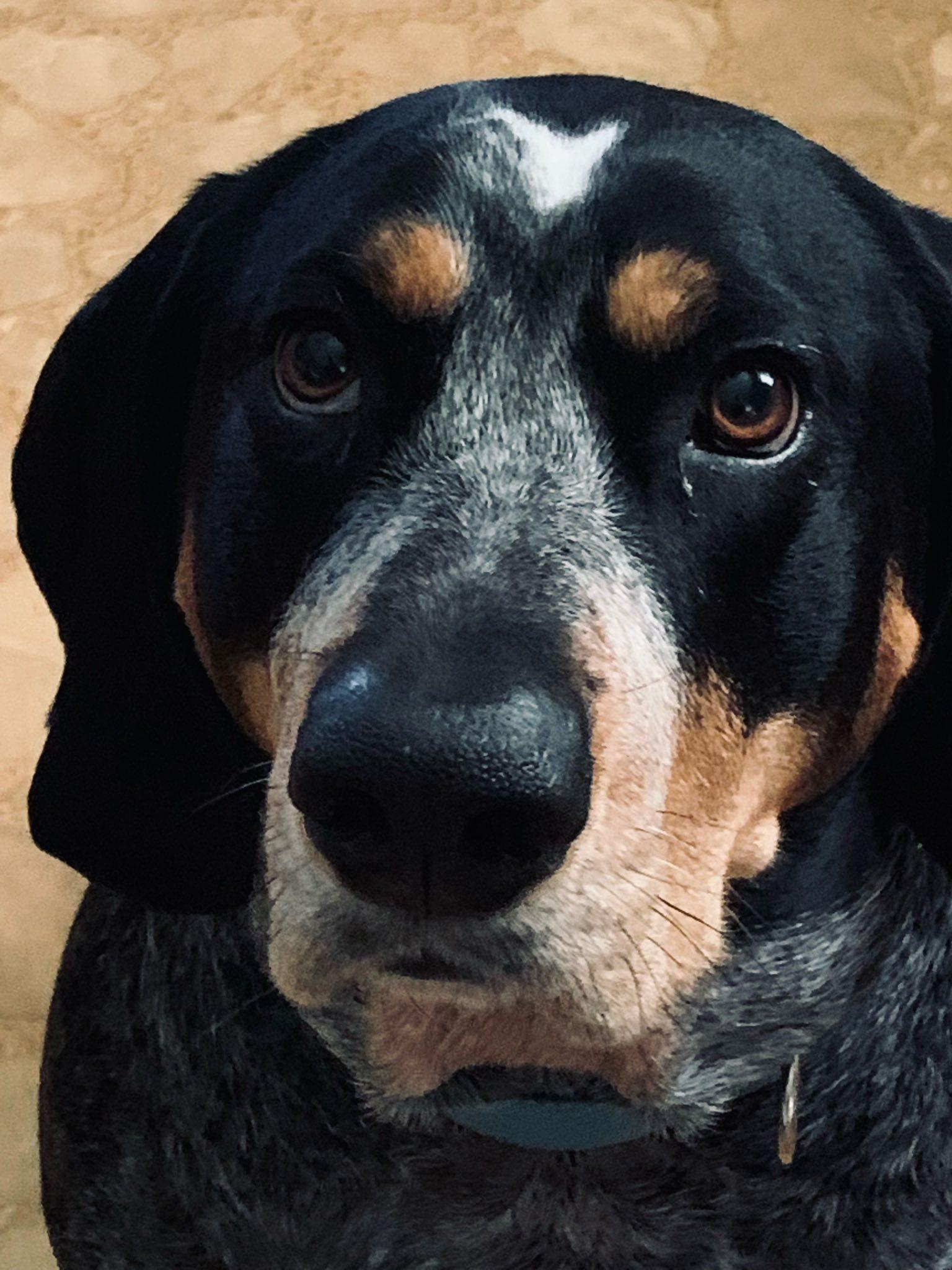 Enlarge Daisy, a Adopted Bluetick Coonhound in Greeneville, TN image 1/1