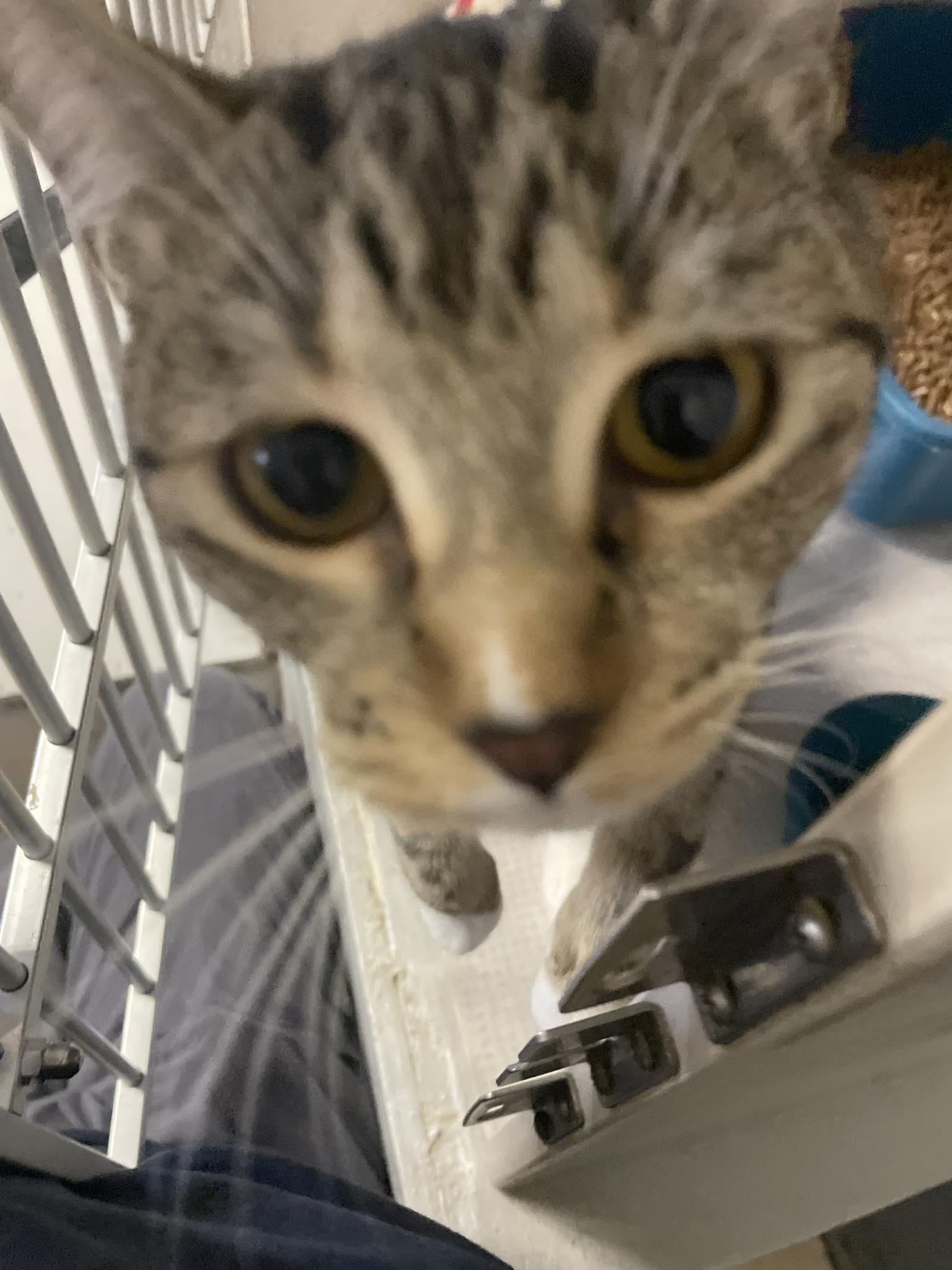 Enlarge Bernadette, a ADOPTABLE Domestic Short Hair in St. Maries, ID image 2/4