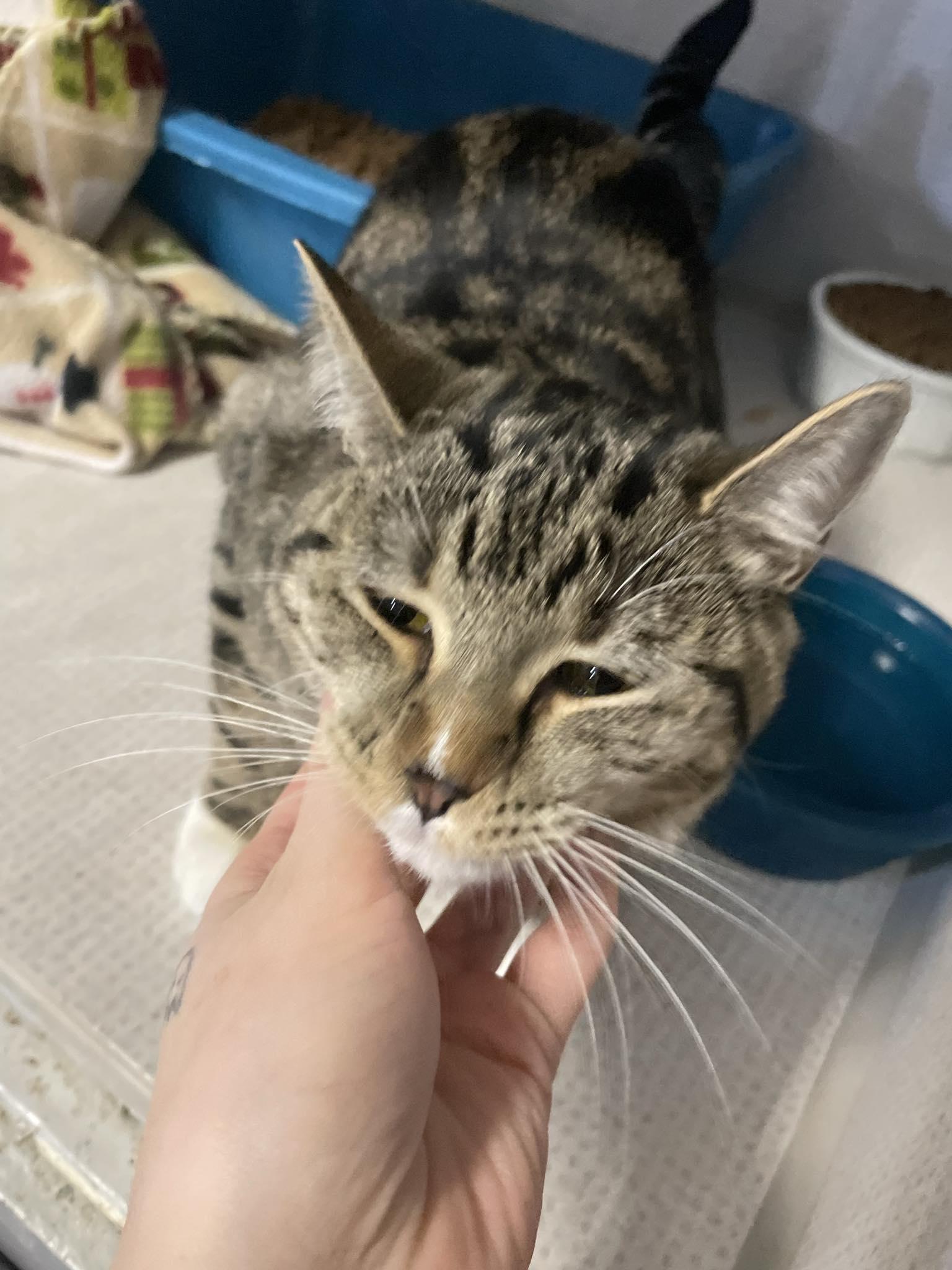 Enlarge Bernadette, a ADOPTABLE Domestic Short Hair in St. Maries, ID image 4/4