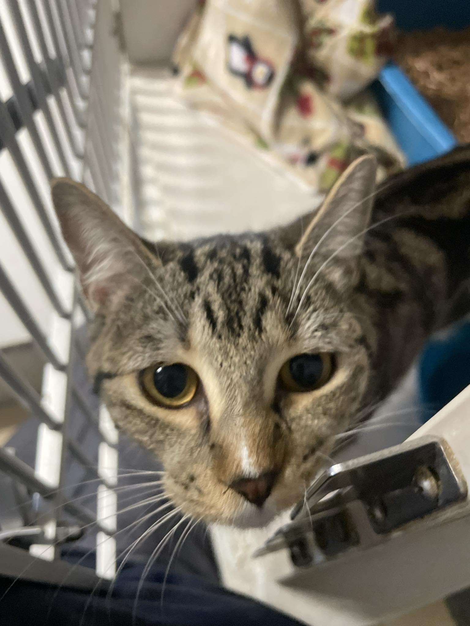 Enlarge Bernadette, a ADOPTABLE Domestic Short Hair in St. Maries, ID image 3/4