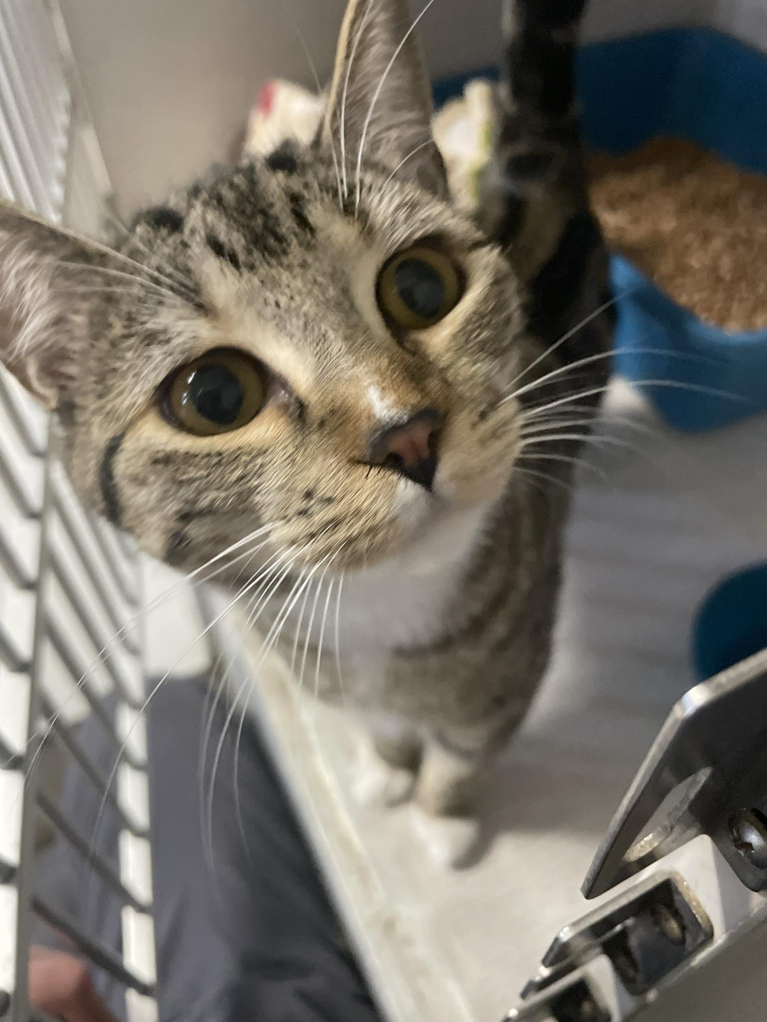 Enlarge Bernadette, a ADOPTABLE Domestic Short Hair in St. Maries, ID image 1/4