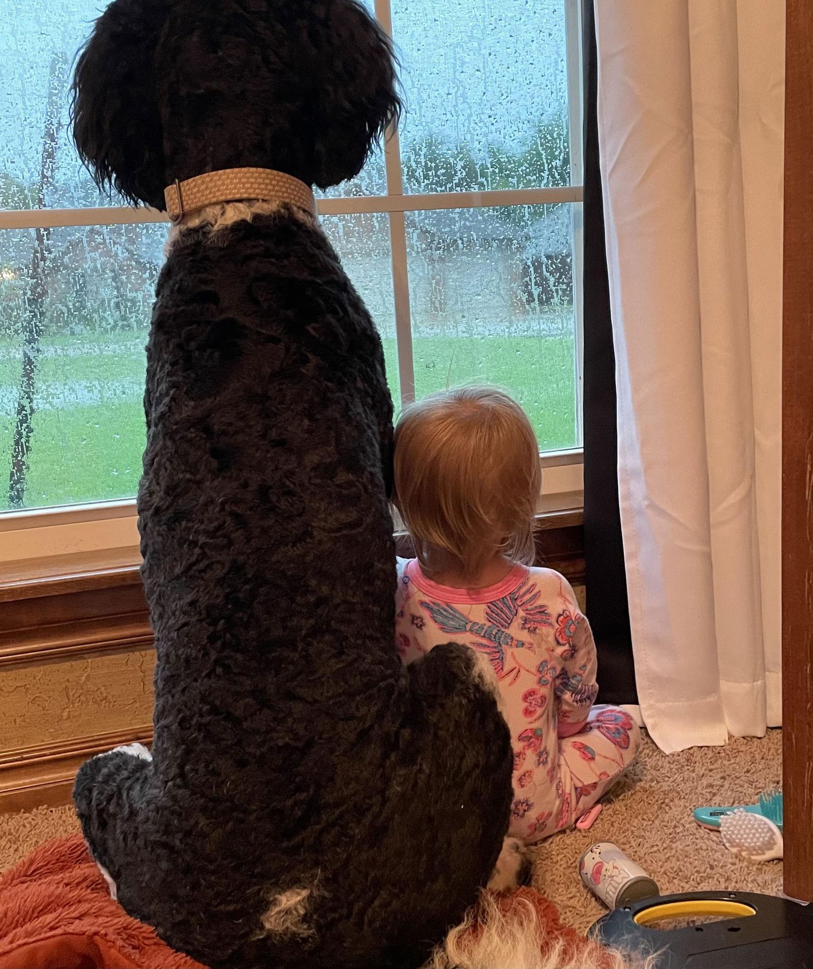 Duke, Adoptable, Young Male Standard Poodle & Bernese Mountain Dog.