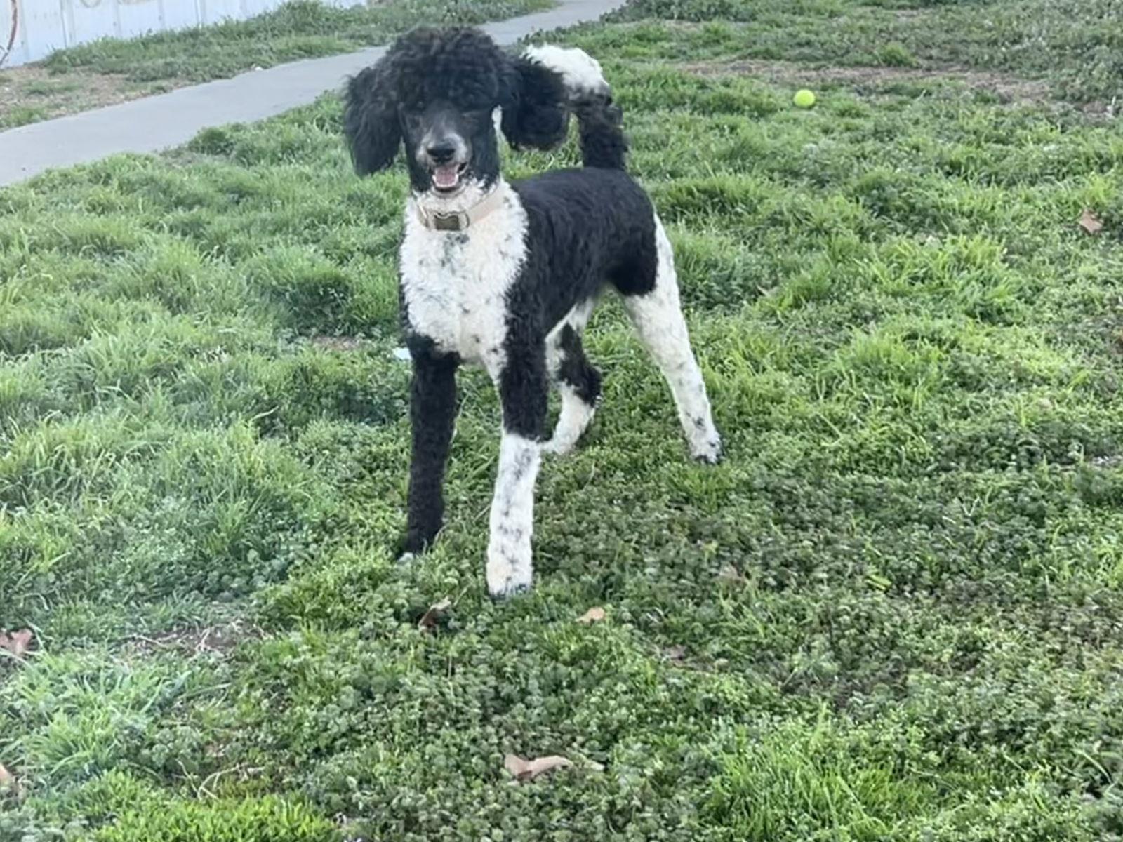 Enlarge Duke, a Adoptable mixed breed in Prague, OK image 3/3