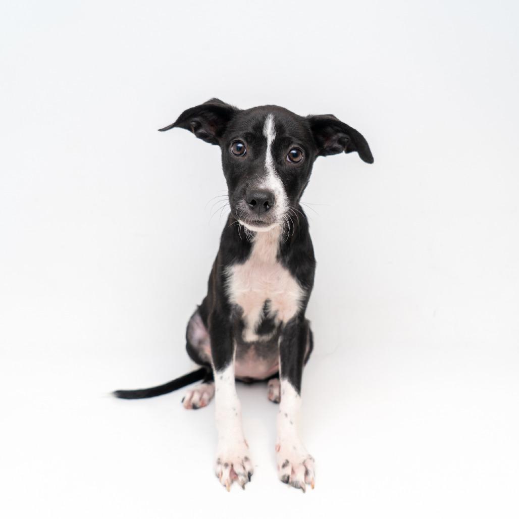 Swiss Miss, Adoptable, Puppy Female Mixed Breed.