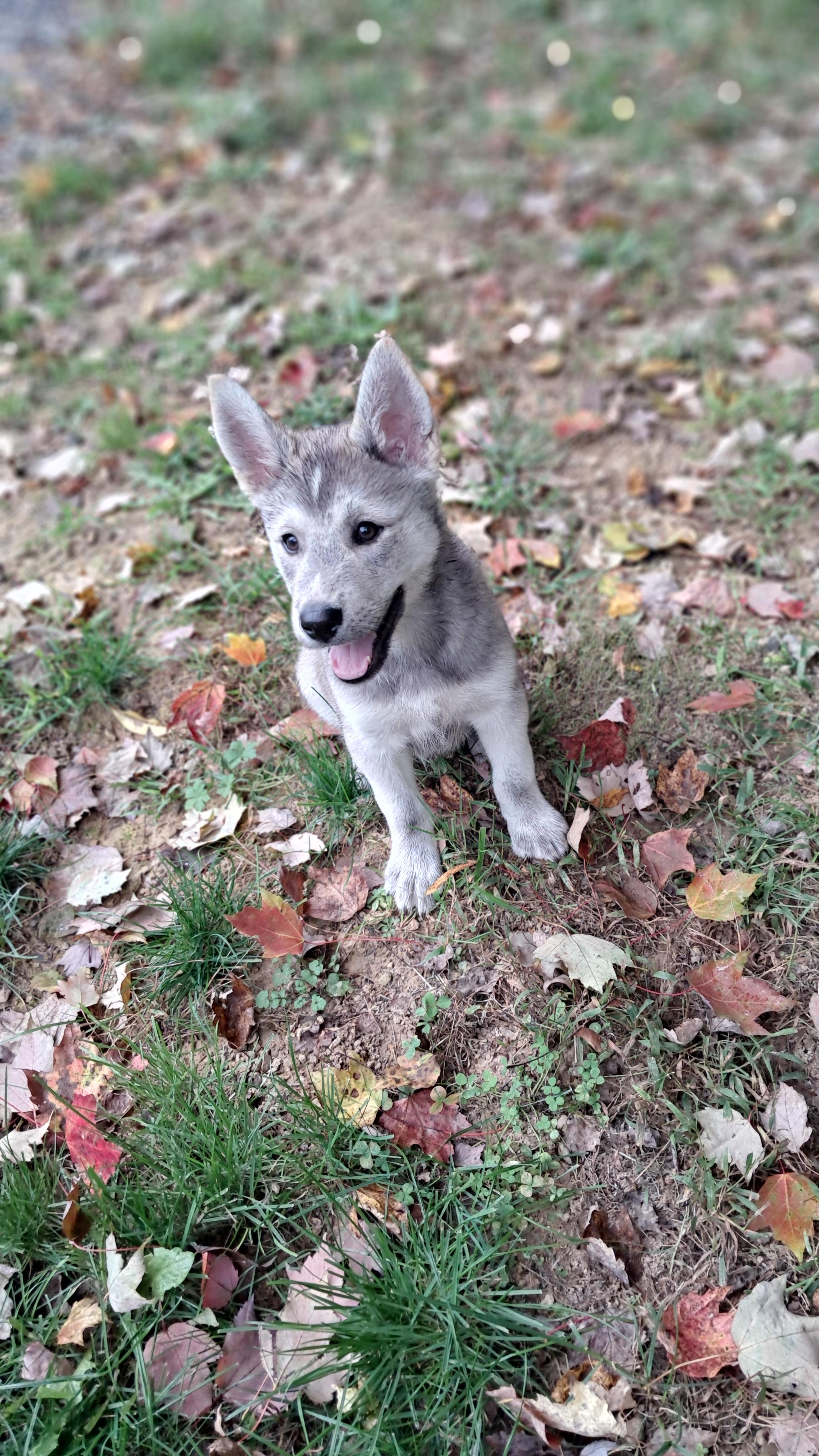 Enlarge Puppy boy Ezra, a Adoptable mixed breed in Blue Bell, PA image 2/5