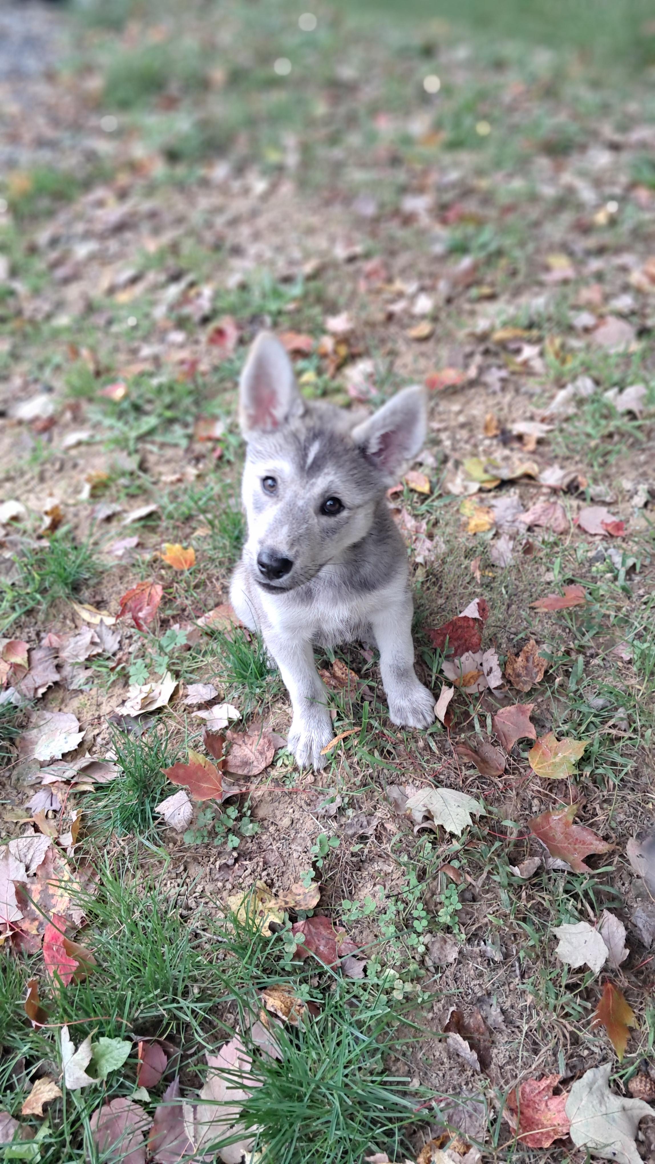 Enlarge Puppy boy Ezra, a Adoptable mixed breed in Blue Bell, PA image 3/5