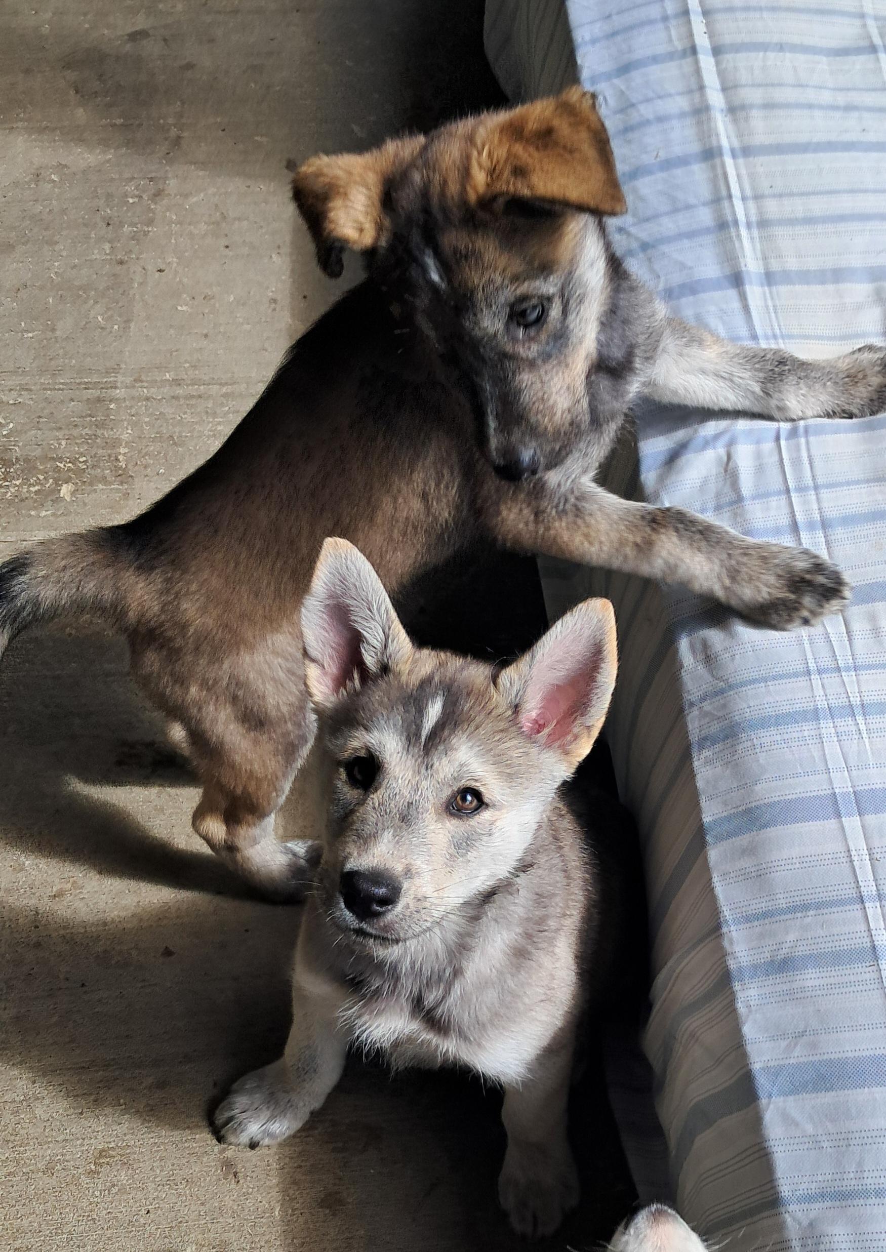 Enlarge Puppy boy Ezra, a Adoptable mixed breed in Blue Bell, PA image 4/5