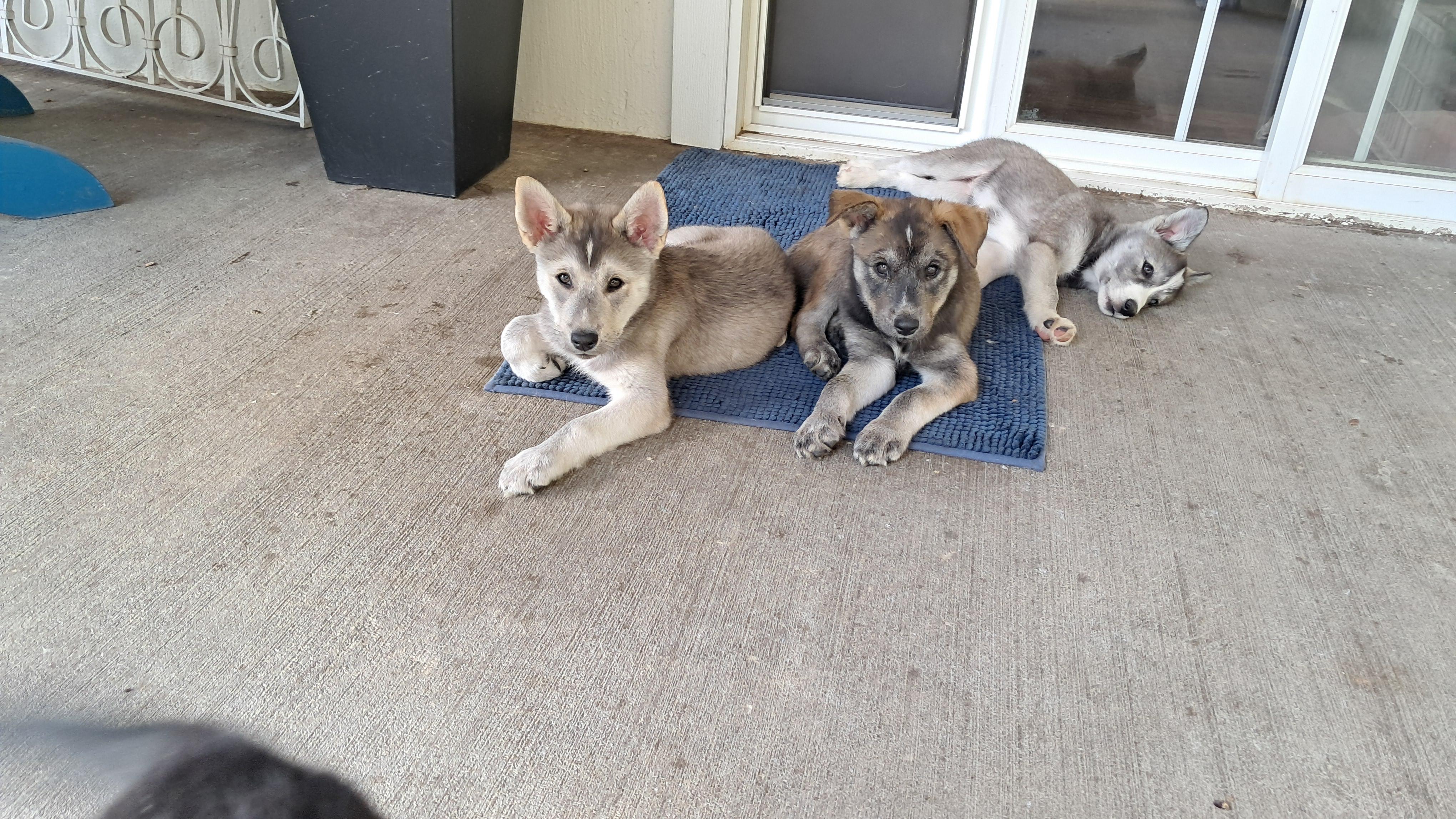 Puppy boy Ezra, Adoptable, Puppy Male Husky & Mixed Breed.