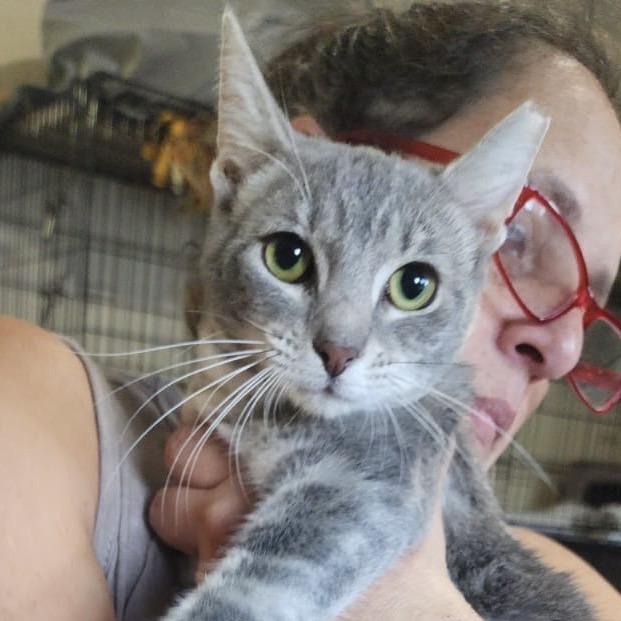 Ella, a Adoptable Domestic Short Hair in Boston, MA image 1/2