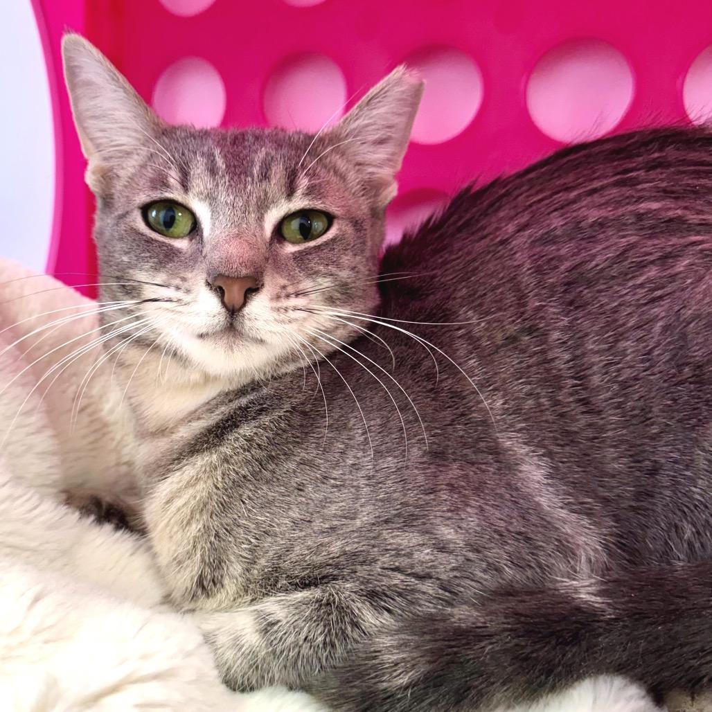 Ella, a Adoptable Domestic Short Hair in Boston, MA image 2/2