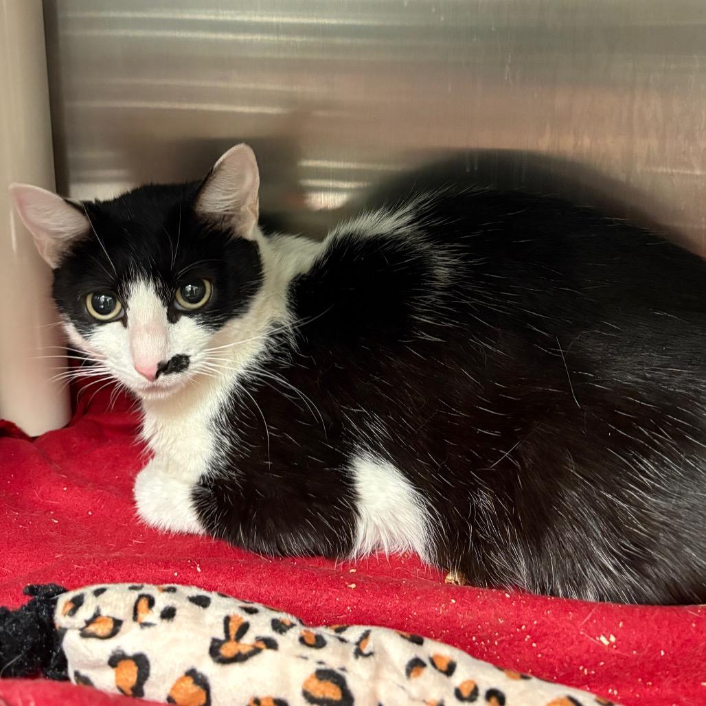 Solar Flare, a Adoptable Domestic Short Hair in Keizer, OR image 1/5