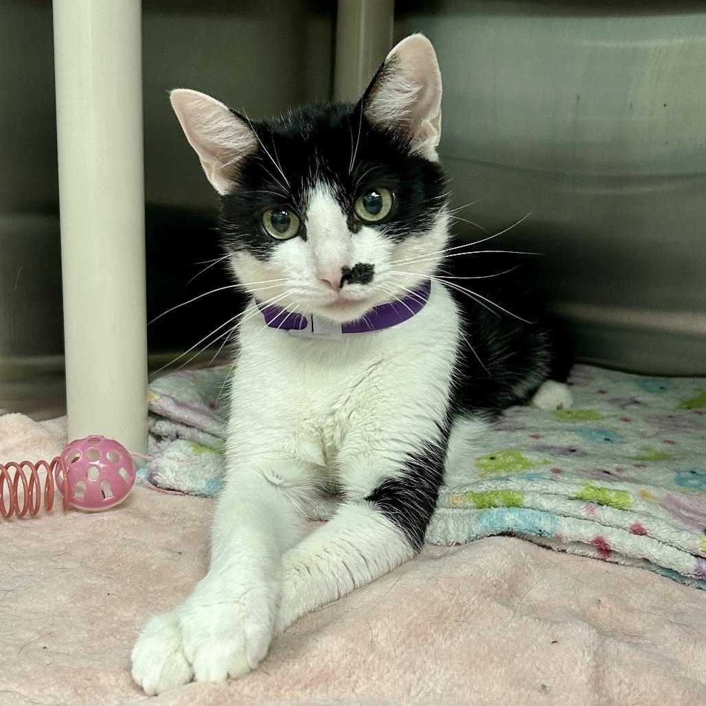 Solar Flare, a Adoptable Domestic Short Hair in Keizer, OR image 2/5