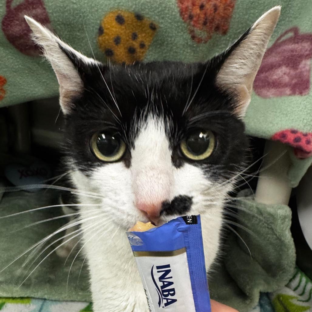 Solar Flare, a Adoptable Domestic Short Hair in Keizer, OR image 3/5