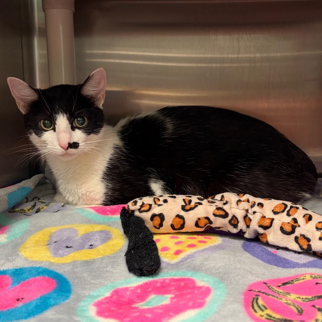 Solar Flare, a Adoptable Domestic Short Hair in Keizer, OR image 4/5