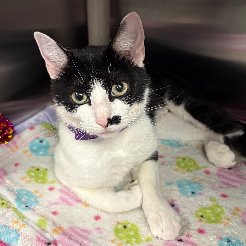 Solar Flare, a Adoptable Domestic Short Hair in Keizer, OR image 5/5