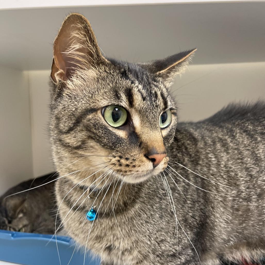 Quill, a Adoptable Domestic Short Hair in Champaign, IL image 1/6