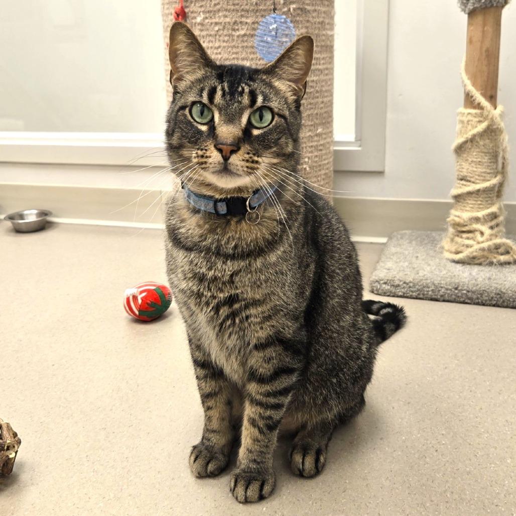 Enlarge Quill, a Adoptable Domestic Short Hair in Champaign, IL image 1/6